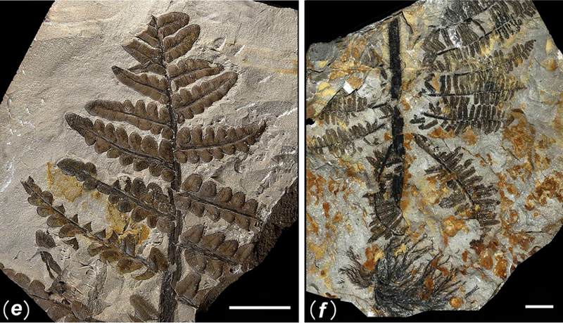 Illustration for article titled First Photos of China's 298-Million-Year-Old Buried Forest